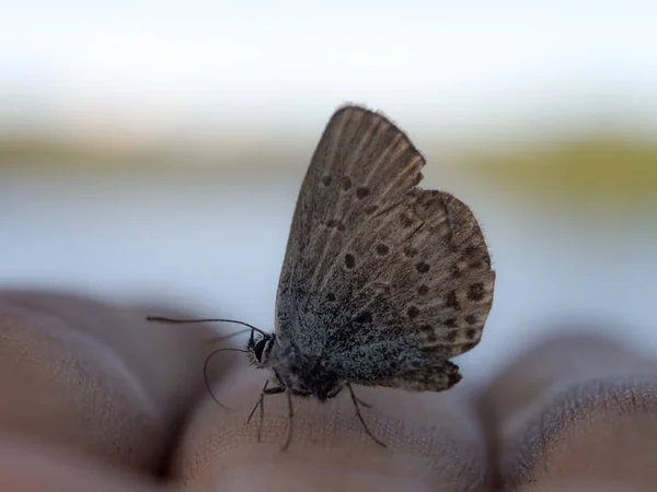 Mariposa en un dedo — Foto de Stock