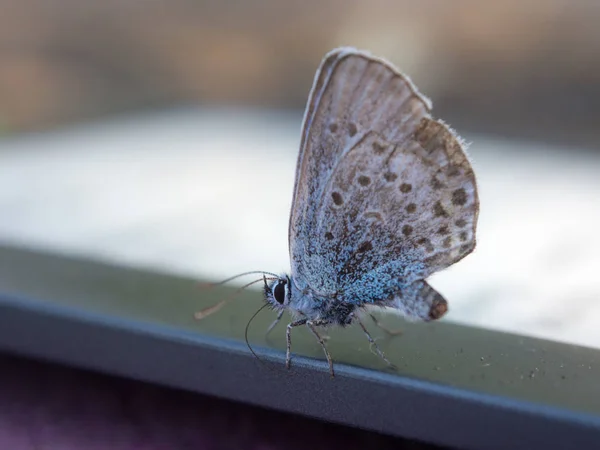 Portrait d'un papillon — Photo