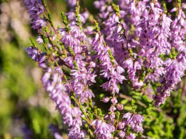 funda çalı dalları