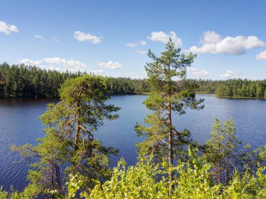 sahile çam ağaçlarıyla