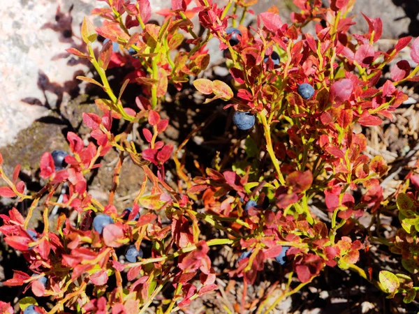 Bosbes struik met rood blad — Stockfoto