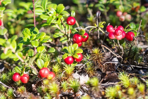 Bushes of bilberry — Stock Photo, Image