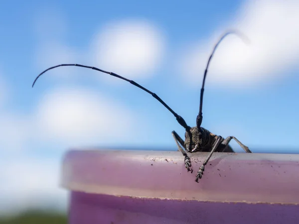 Scarabeo nero con grande antenna — Foto Stock