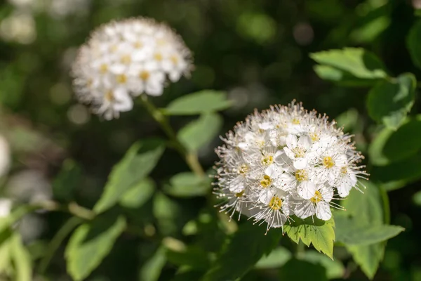 Spirea in spring closeup — Stock Photo, Image