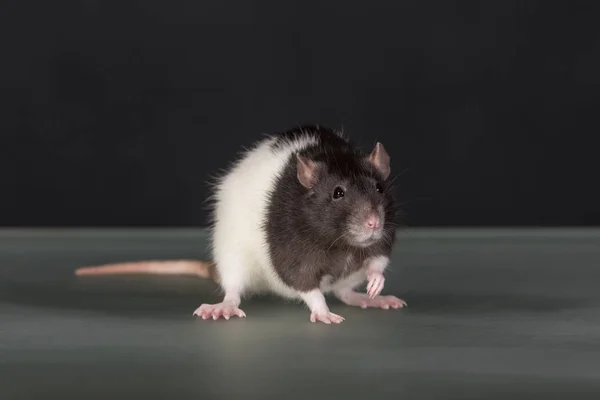 Портрет крысы крупным планом — стоковое фото