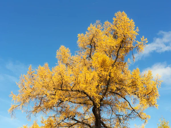 Aiguilles d'automne de mélèze — Photo