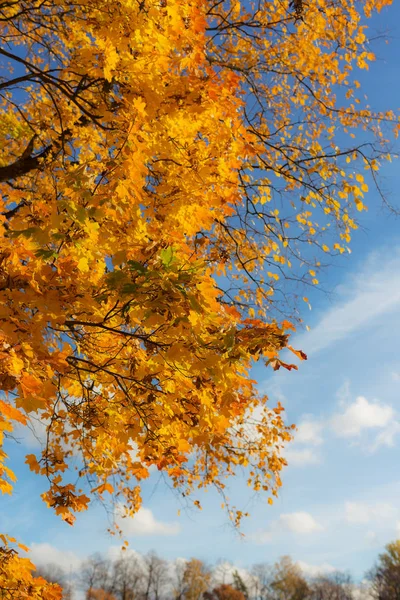 Autumn maple foliage — Stock Photo, Image