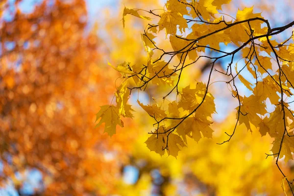 Herfst gebladerte op de voorgrond — Stockfoto