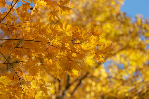 Maple gebladerte op de voorgrond — Stockfoto