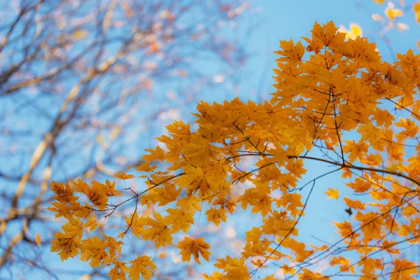 Maple foliage in the foreground — Stock Photo, Image