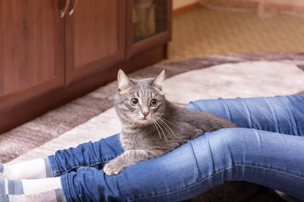 Porträtt av en tamkatt — Stockfoto