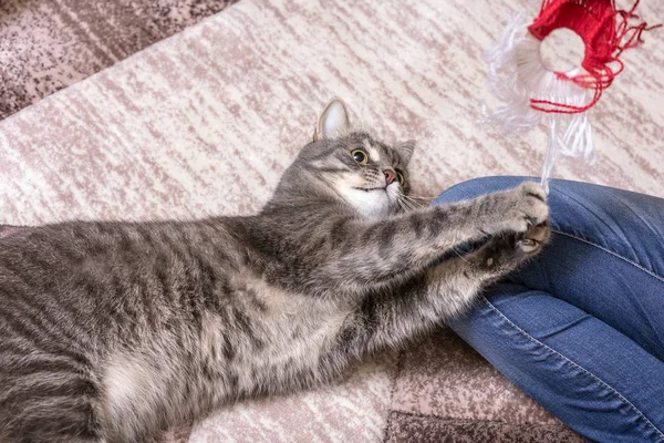 Porträtt av en lekfull katt — Stockfoto