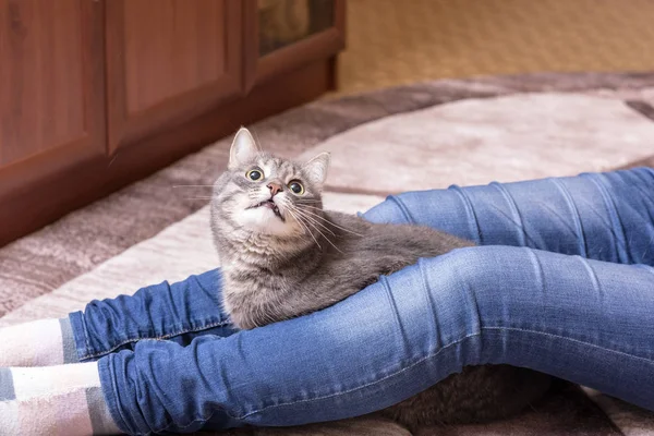 Cat at the feet of the mistress — Stock Photo, Image