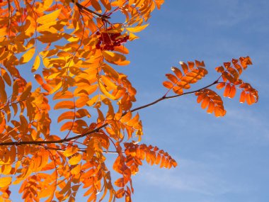 üvez ağacının kırmızı yaprakları