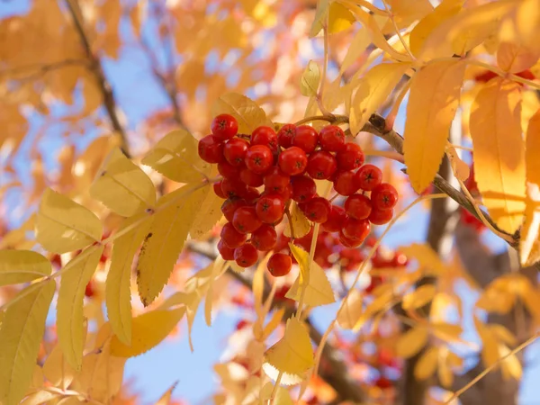 Ripe red rowan berries — Stock Photo, Image