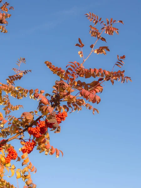 Branche de rowan avec des baies mûres — Photo