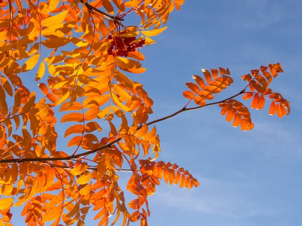 üvez ağacının kırmızı yaprakları