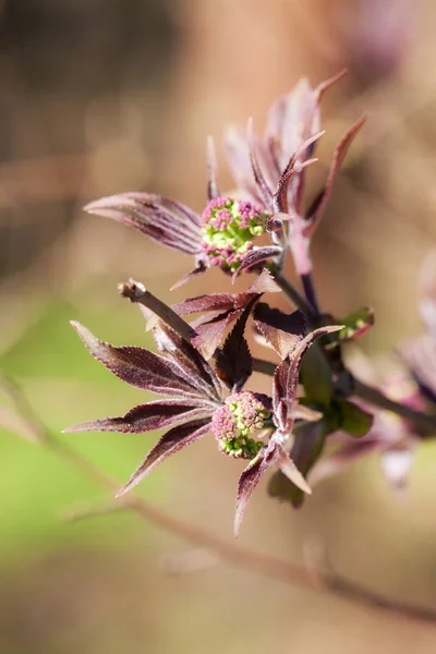 Elderberry in spring — Stock Photo, Image