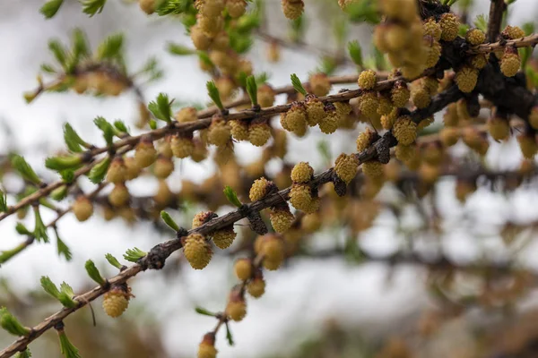 Larch in the spring — Stock Photo, Image