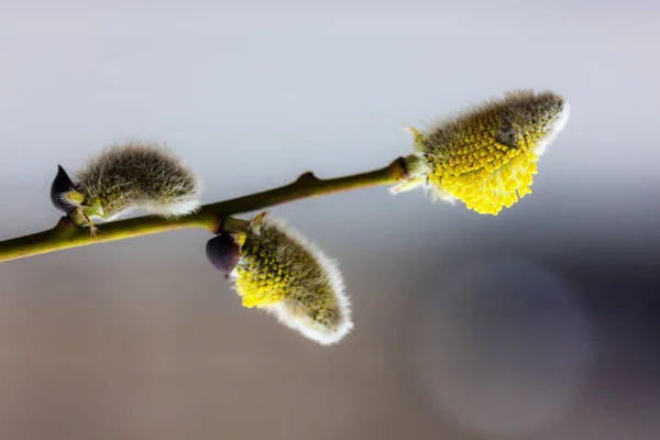 Salgueiro na primavera — Fotografia de Stock