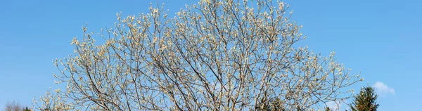 Blommande willow våren — Stockfoto