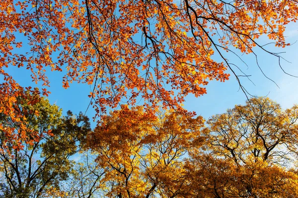 树的叶子对天空 — 图库照片