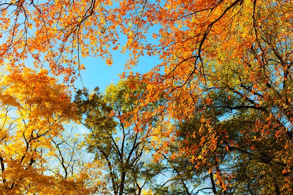 Herfst gebladerte van bomen — Stockfoto