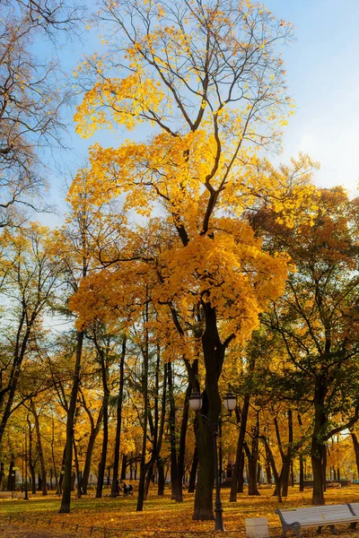 Park op een zonnige dag — Stockfoto