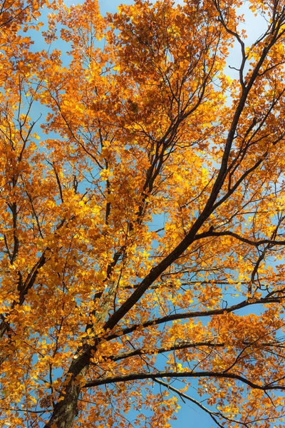 Golden oak foliage — Stock Photo, Image