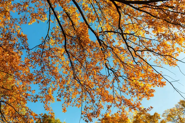 Herfst eiken takken — Stockfoto