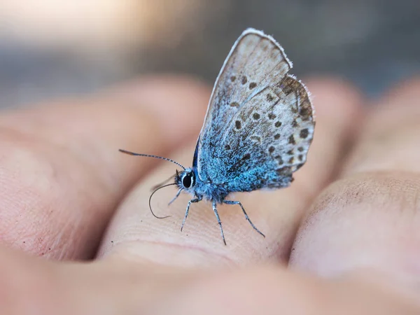 Kleine vlinder op een vinger — Stockfoto
