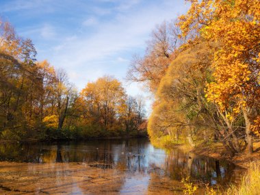 sonbahar parktaki ördekler