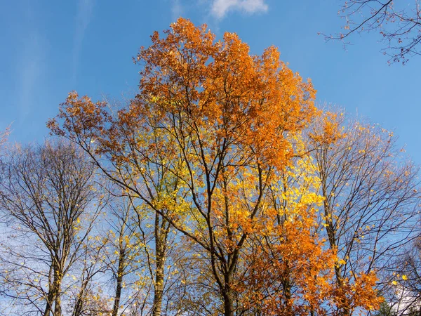 橡树和枫树, 秋叶 — 图库照片
