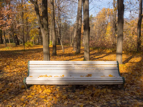 Panca vuota con foglie — Foto Stock