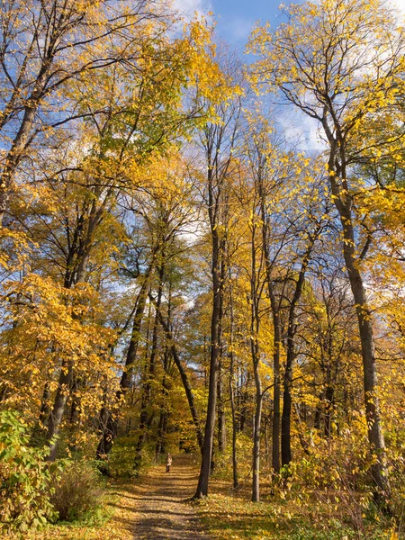 Vägen i höstparken — Stockfoto