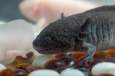 karanlık iç amfibi