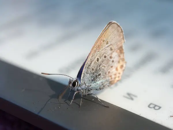 Motýl na e knihy zblízka — Stock fotografie