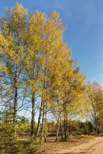 Rand des Herbstwaldes — Stockfoto