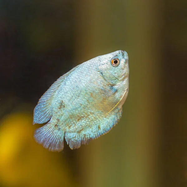 ペットの魚のクローズ アップ — ストック写真