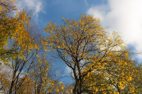 낙 엽 나무의 꼭대기 — 스톡 사진