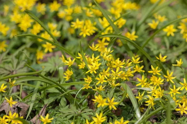 Little yellow spring flowers — Stock Photo, Image