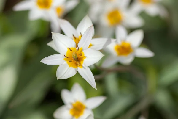 Tulipanes amarillos blancos —  Fotos de Stock