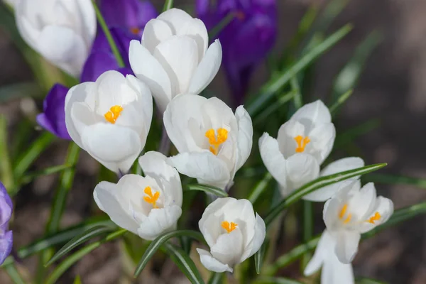 Crocus blancs gros plan — Photo