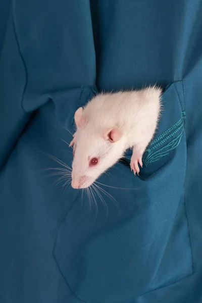 Small white baby rat — Stock Photo, Image
