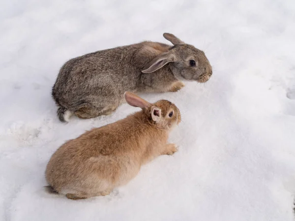 Conejos en la nieve —  Fotos de Stock