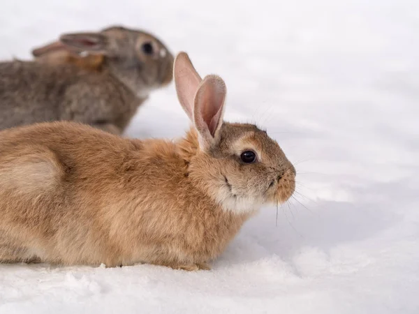 Two rabbits on white snow — Stock Photo, Image