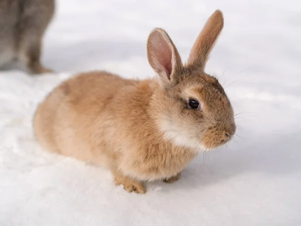 Ritratto di coniglio — Foto Stock