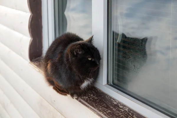 Gato negro en la ventana —  Fotos de Stock