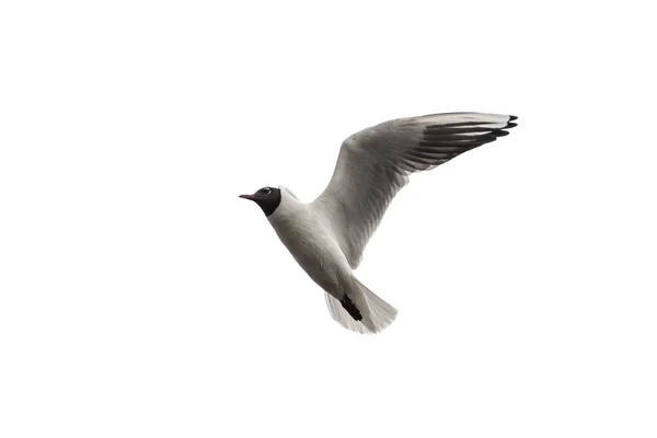 Portrait of a flying seagull — Stock Photo, Image