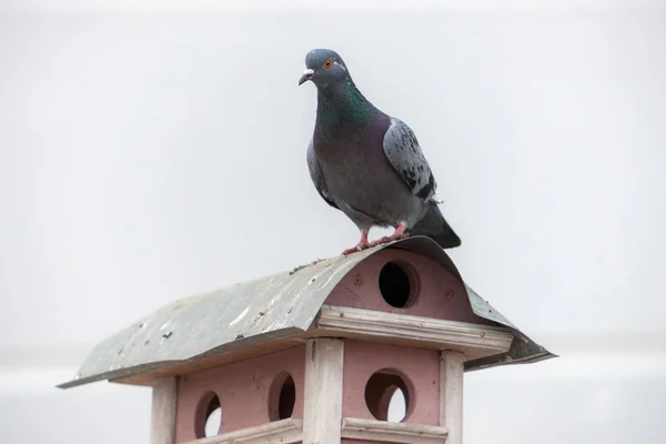 Pigeon on a wooden bird feeder — Stock Photo, Image